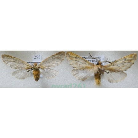 Ptilophora plumigera (Denis & Schiffermüller, 1775) pair Opusznica piórówka Czech29f